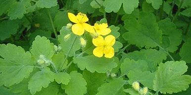 Traitement des champignons à ongles sur les jambes CELANDINE